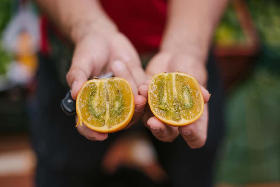 Medellín: Guided Exotic Fruits Tour - Who will enjoy this Medellín food tour