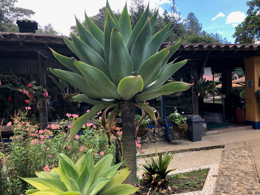 Medellín: Half-Day Private Colonial Towns Tour - How to make the most of five hours