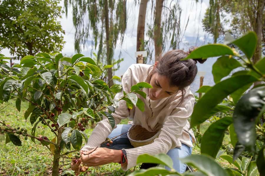 Medellin: Horseback Riding Coffee Farm Tour with Coffee Spa - From Arvi Cable Station to Antioquia’s Coffee Hills