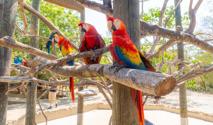 National Aviary and Playa Blanca Plankton Full-Day Tour - What the $83 price really covers