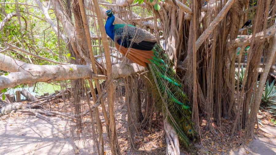 National Aviary and Playa Blanca Plankton Full-Day Tour - Should you book the National Aviary and Playa Blanca plankton tour?