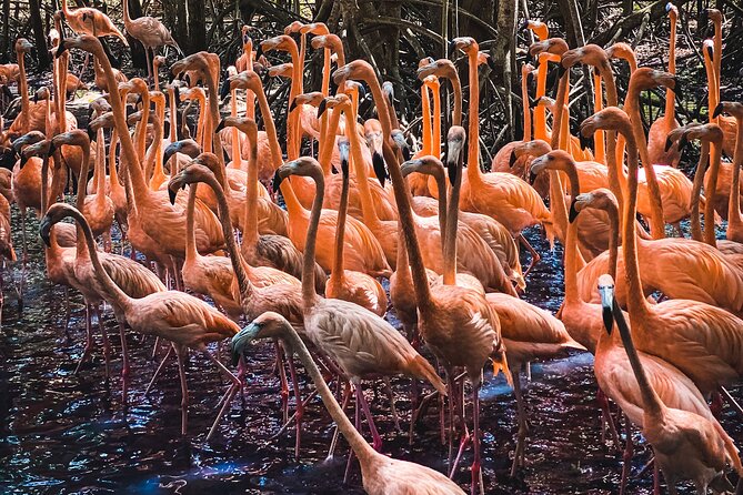 National Aviary & Mambo Beach Club Baru - Playa Blanca - Why this Cartagena combination works