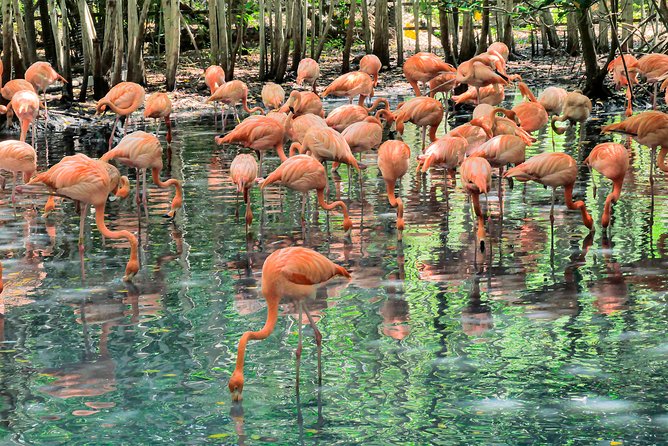 National Aviary & Mambo Beach Club Baru - Playa Blanca - What Mambo Beach Club is really like