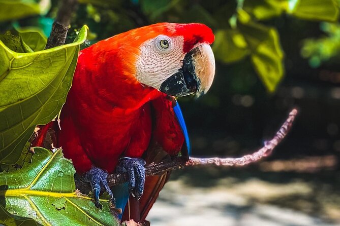 National Aviary & Mambo Beach Club Baru - Playa Blanca - Walking through the National Aviary