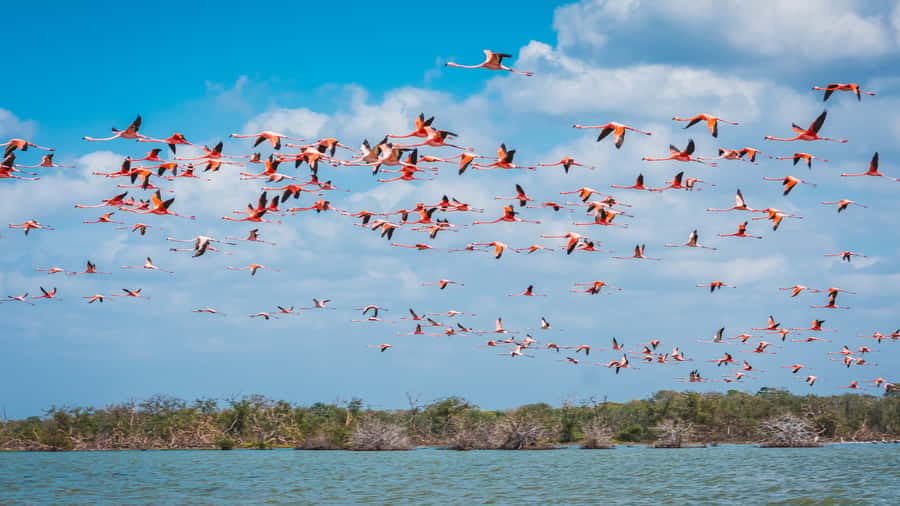 Palomino: Sanctuary of Flamingos Day Tour - Why the Flamingo Sanctuary makes a worthwhile day from Palomino
