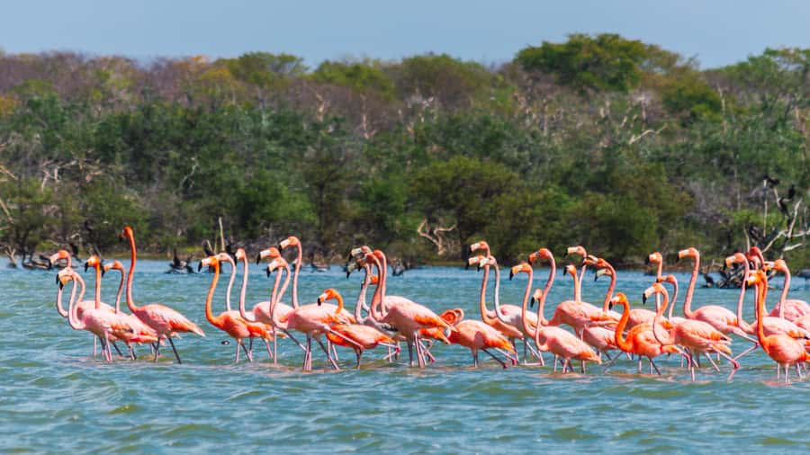 Palomino: Sanctuary of Flamingos Day Tour - Learning what the sanctuary means