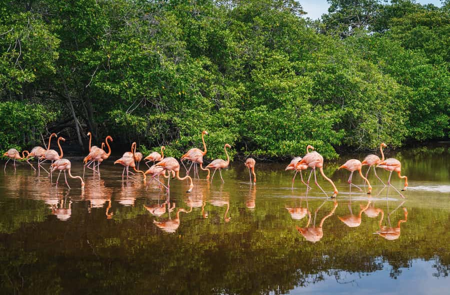 Palomino: Sanctuary of Flamingos Day Tour - Who will enjoy this six-hour outing
