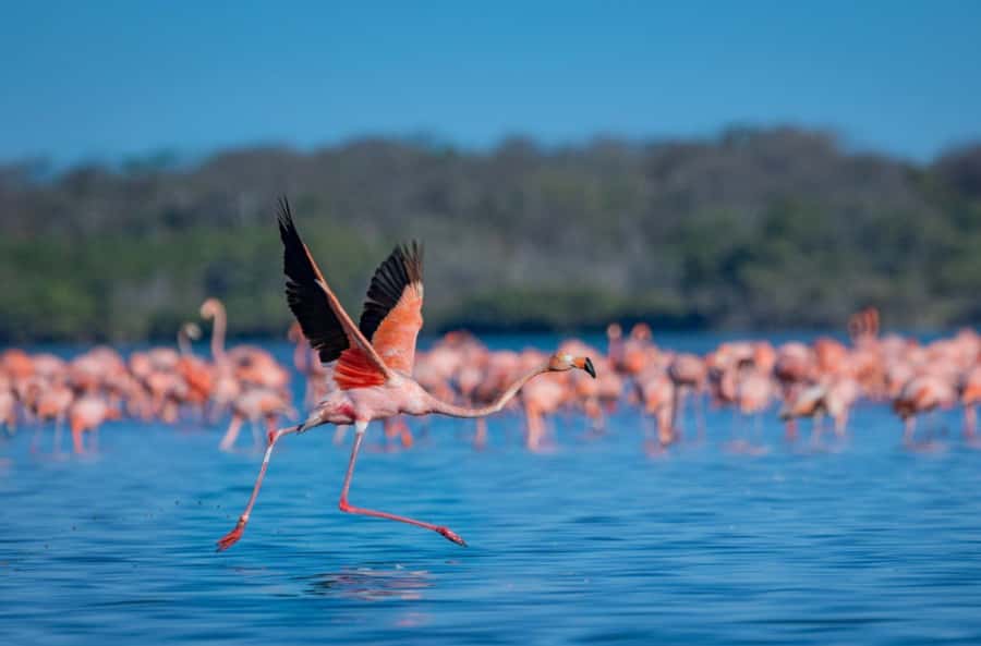 Palomino: Sanctuary of Flamingos Day Tour - Leaving Palomino in a private vehicle