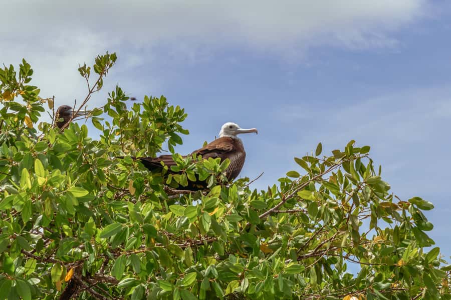 PAO PAO BEACH CLUB - Frigate birds: wonderful scenery with a messy side