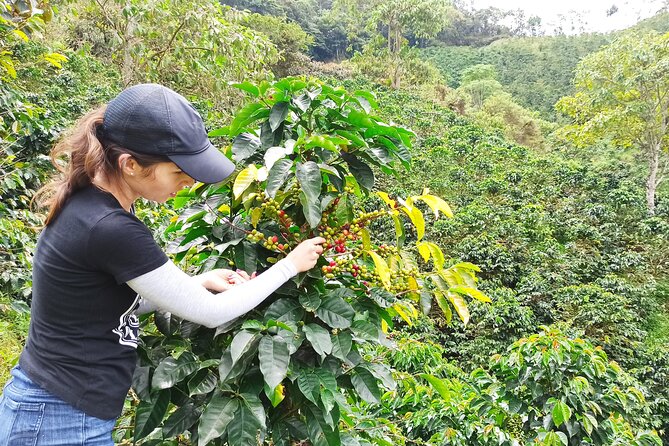 Private coffee tour near Medellín, from bean to cup. - The first lesson: coffee starts as a bright red fruit