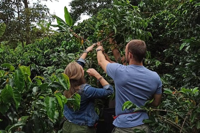Private coffee tour near Medellín, from bean to cup. - Picking berries on the mountain path
