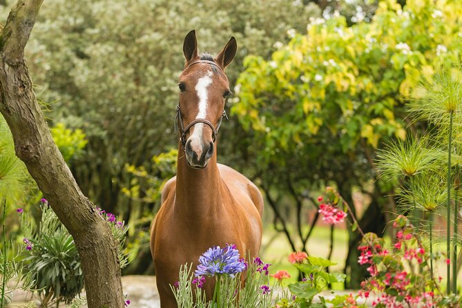 Private Guided Tour of Colombia’s Paso Fino Horse - Coffee, conversation, and the story behind the ranch