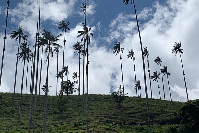 Salento, Cocora and Filandia Private Tour from Pereira or Armenia - Cocora Valley and the tall wax palms