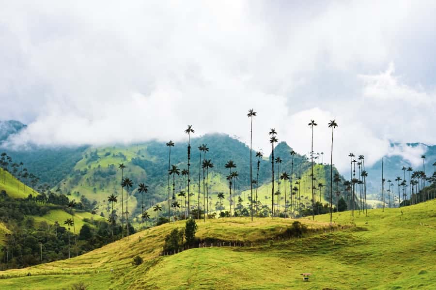 Salento, Cocora and Filandia Tour from Pereira or Armenia - Salento brings the town-and-culture half