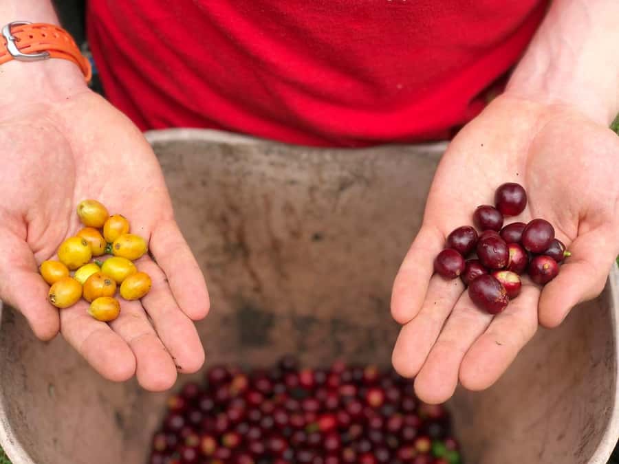 Salento: Coffee Farm Tour with Tasting - Walking through a century-old coffee finca