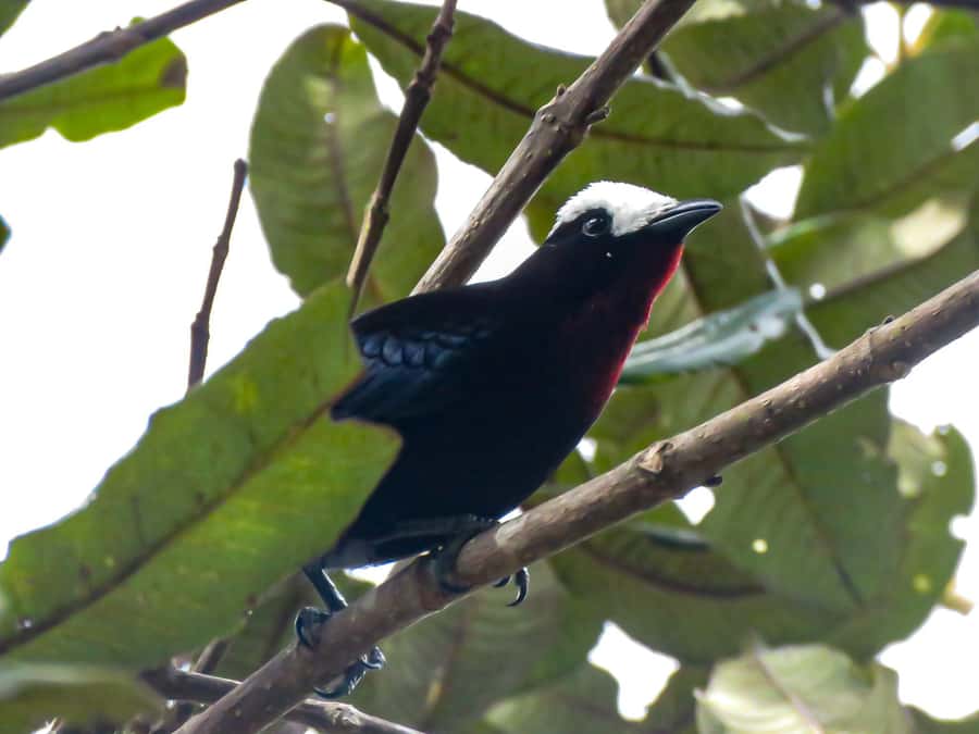 Salento: hike to learn about Birds - Three hours among Salento’s birds
