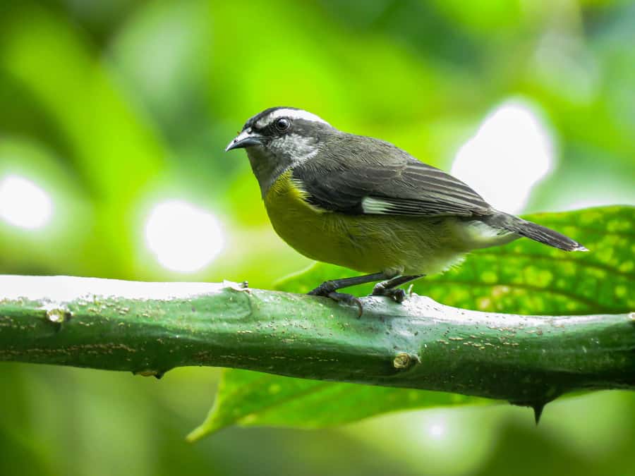Salento: hike to learn about Birds - What the group size means in the field