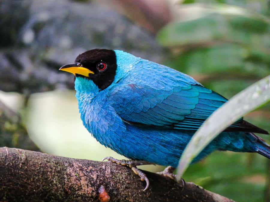 Salento: hike to learn about Birds - Is $60 a fair price?
