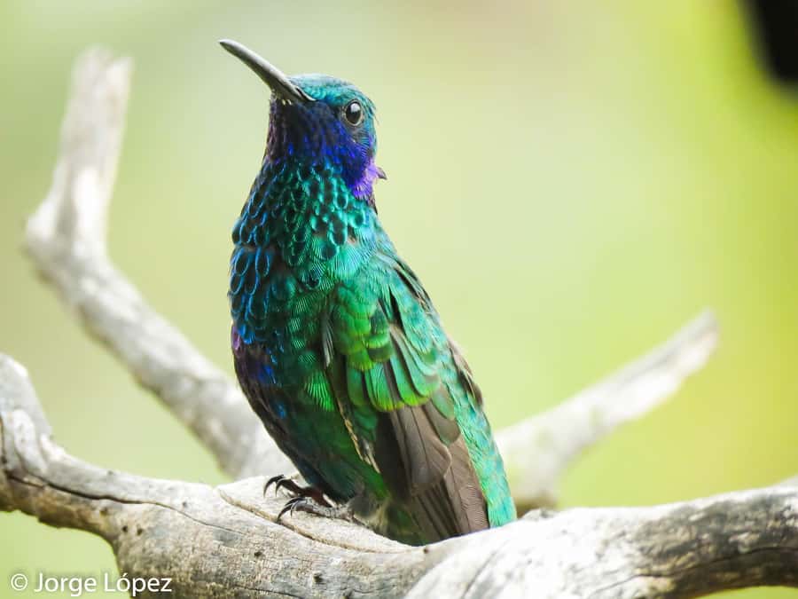 Salento: hike to learn about Birds - FAQ