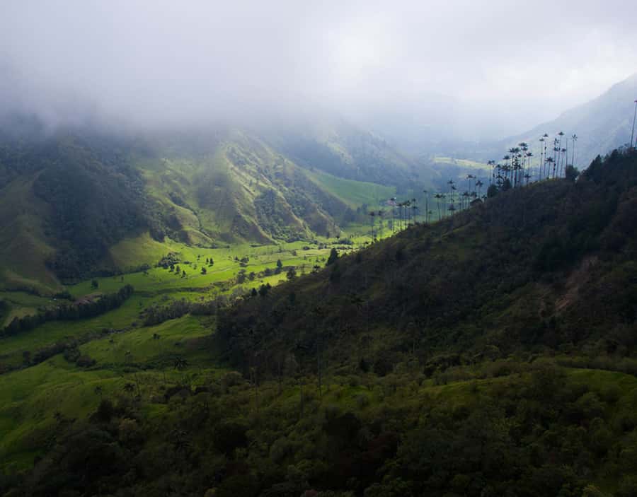 Salento/Pereira: Cocora Valley & Salento Hiking Private Tour - The traditional Willy ride