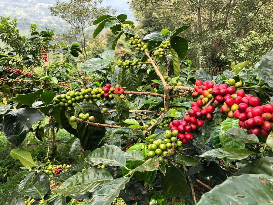 Salento: Private Cocora Valley, Salento & Coffee Farm Tour - Who should book this private day?