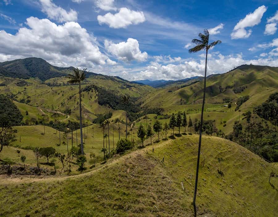 Salento: Private Cocora Valley, Salento & Coffee Farm Tour - How the private format changes the day