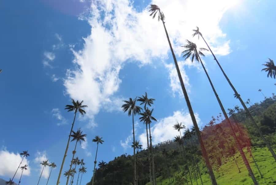 Salento: Salento & Cocora Valley Tour - Key Points to Know