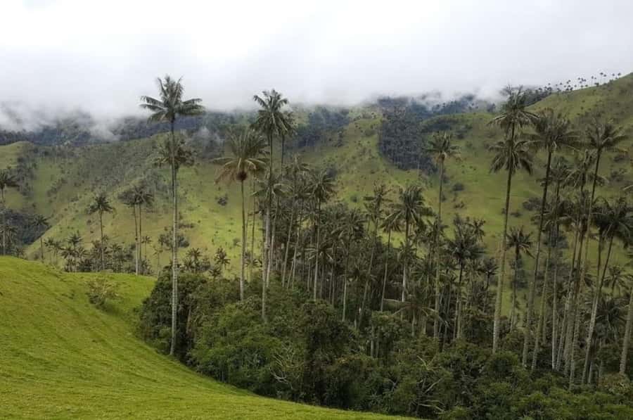 Salento: Salento & Cocora Valley Tour - The View Toward Los Nevados National Park