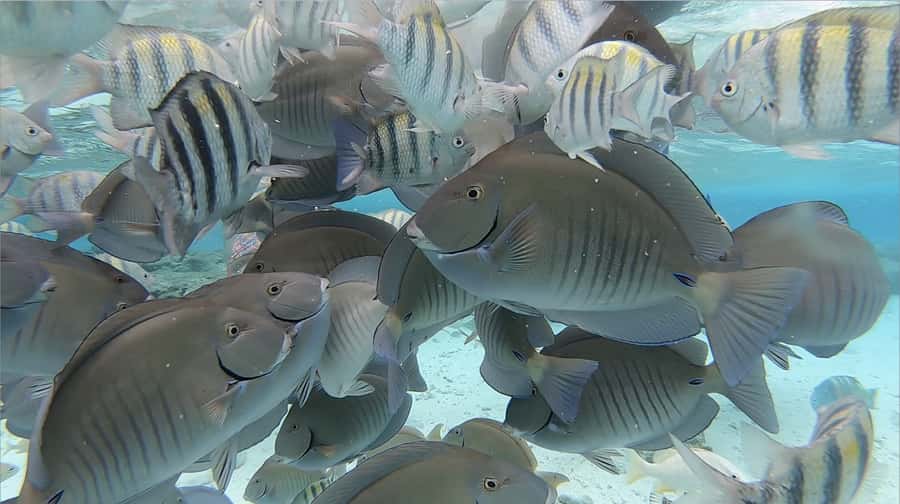 San Andrés: Island Pontoon Boat Tour - Key points to know before booking