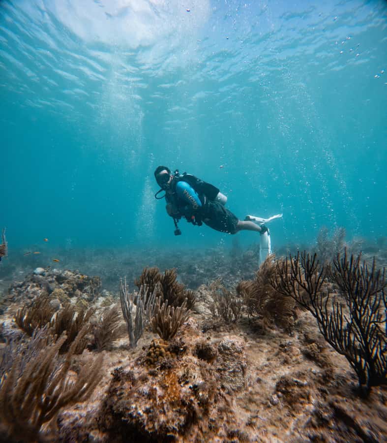 San Andres: Scuba Diving Experience with Hotel Pickup - Who will enjoy this experience most