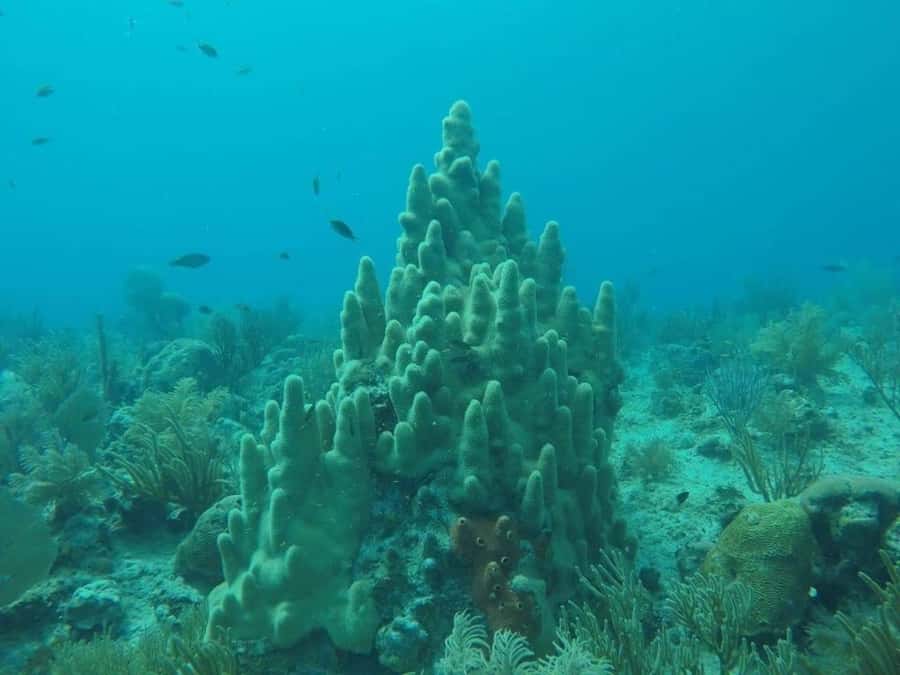 San Andres: Transfer by Boat + Natural Aquarium - Why the missing coral reef stop matters