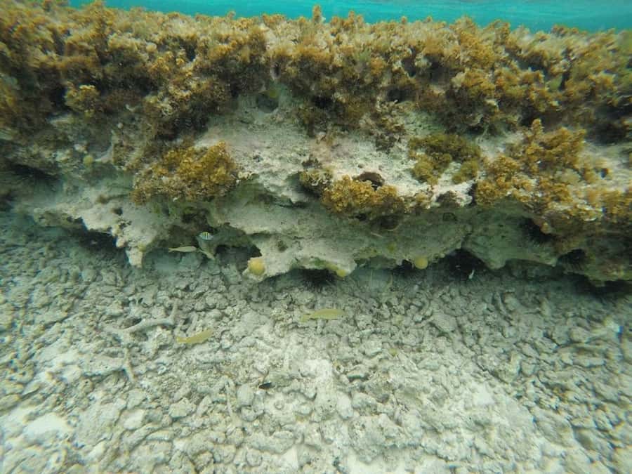 San Andres: Transfer by Boat + Natural Aquarium - Timing, weather, and the return boat