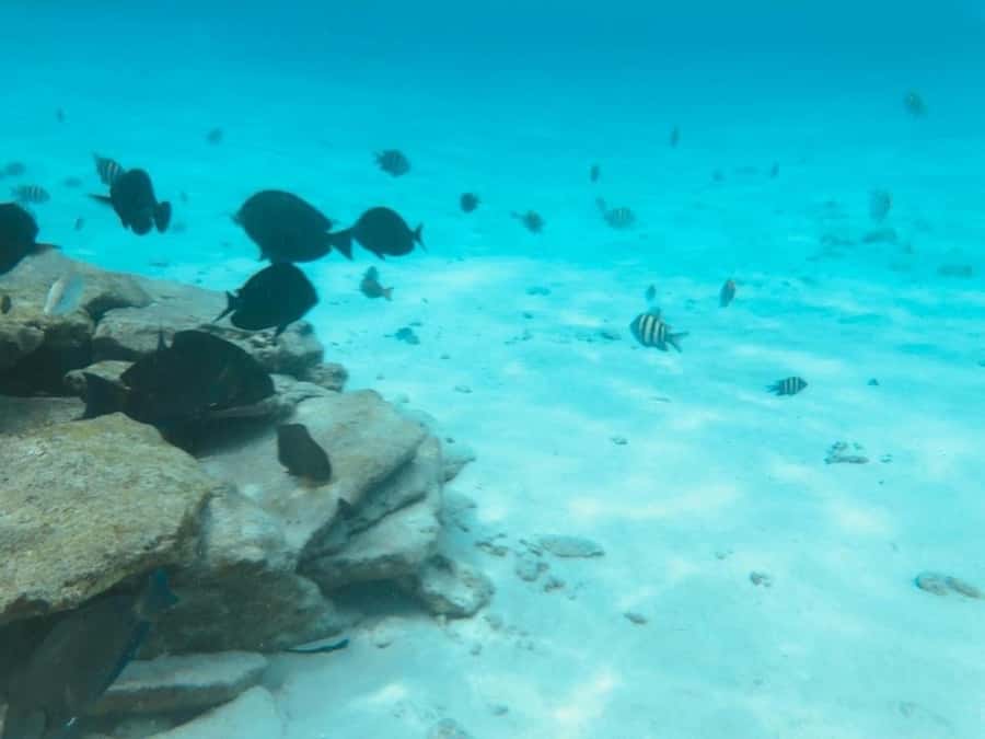 San Andres: Transfer by Boat + Natural Aquarium - Who will enjoy this outing most