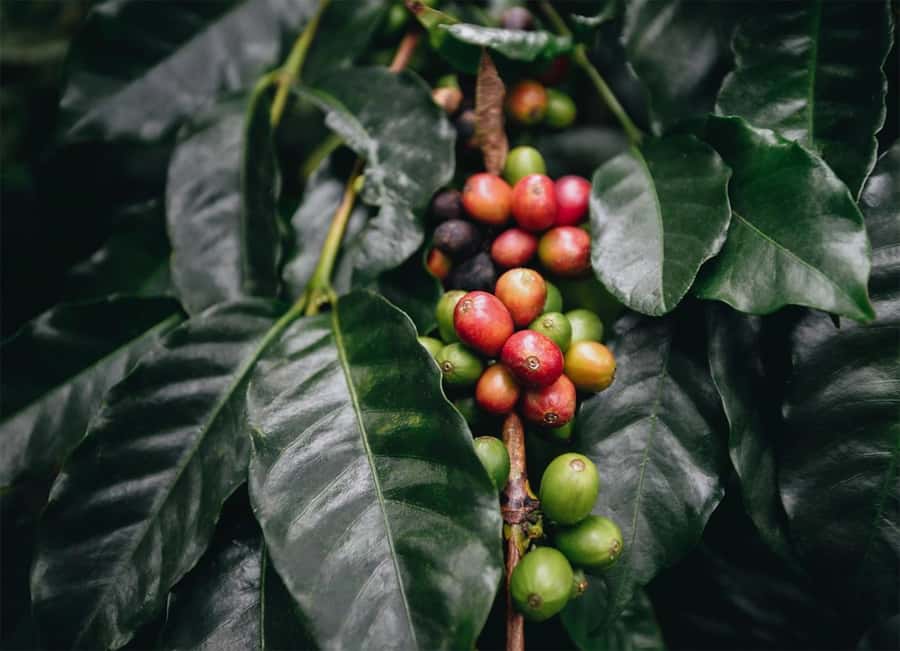 Santa Marta: Minca Coffee, Cocoa, & Waterfall Full-Day Trip - Coffee is more than a quick tasting