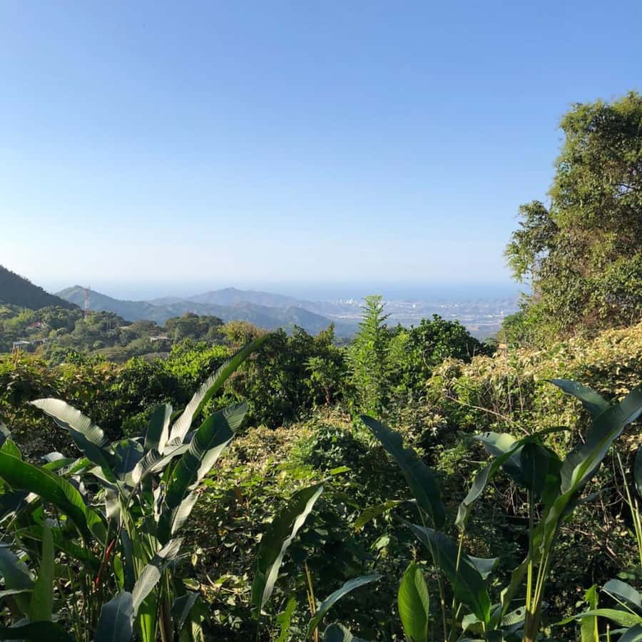 Santa Marta: Trekking in Minca Complete Waterfall Circuit - Pace, fitness, and what the 8 kilometers feel like