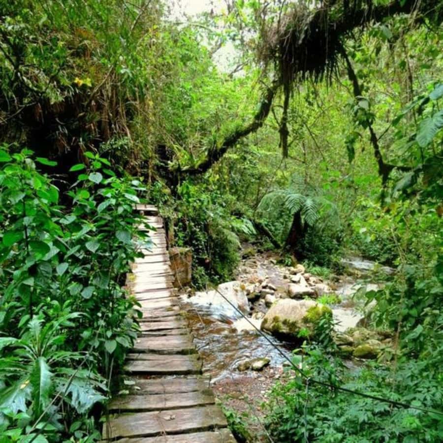 Santa Rita Waterfall and Salento Private Tour - What the $63 price buys you