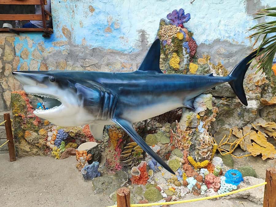 SANTAMARTA: TOUR Combo boat taxi, aquarium, lunch, and white sand beach - Lunch, swimming, and four hours of free time