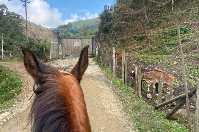 Scenic Horseback Riding in the Medellín Mountains - What the Price Includes at $66.60