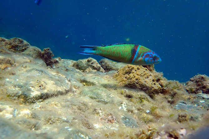 Snorkeling excursion in Isla de Tabarca - Meeting in Santa Pola at 9:30 am
