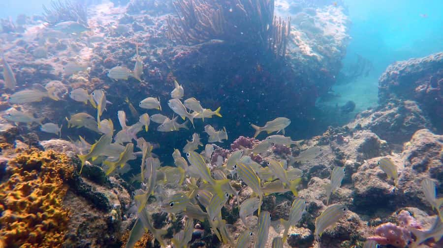SPEEDBOAT TOUR TO TAYRONA CRISTAL BEACH - Six hours at Playa Cristal