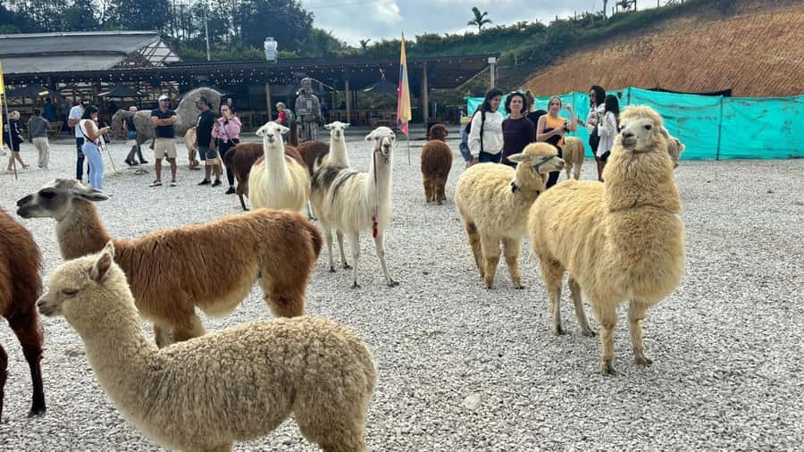 Tour Guatapé con visita a Granja de las Llamas y las Alpacas - What this Medellín day trip is really about