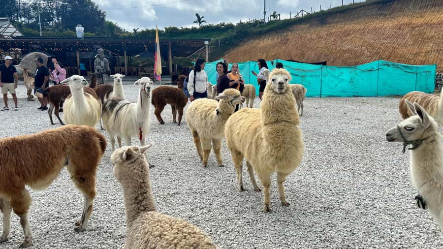 Tour Guatapé con visita a Granja de las Llamas y las Alpacas - Who gets the best value from the $50 price