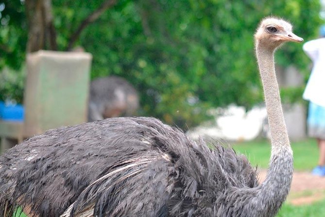 Tour to the Hacienda Nápoles Theme Park - African animals, big cats, monkeys, and meerkats