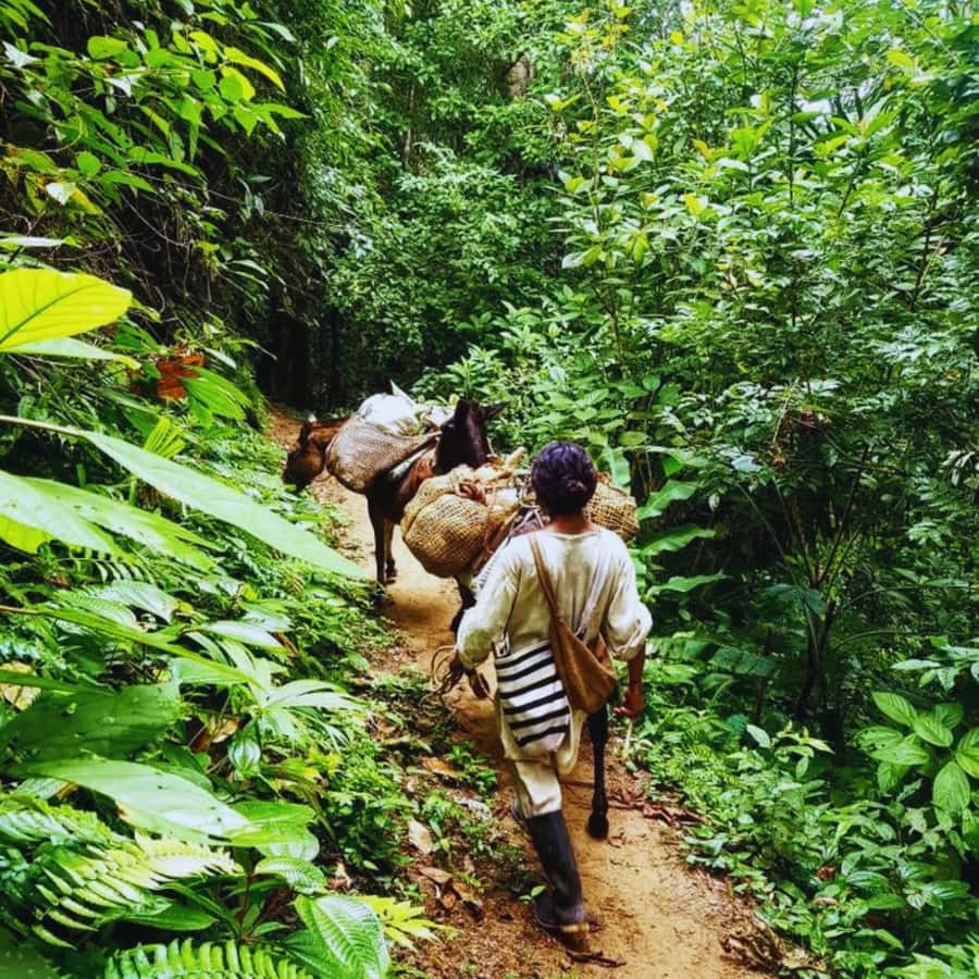 Trekking History and Indigenous Heritage in Minca + Cacao & Coffee + Waterfall - Starting in Minca’s central park