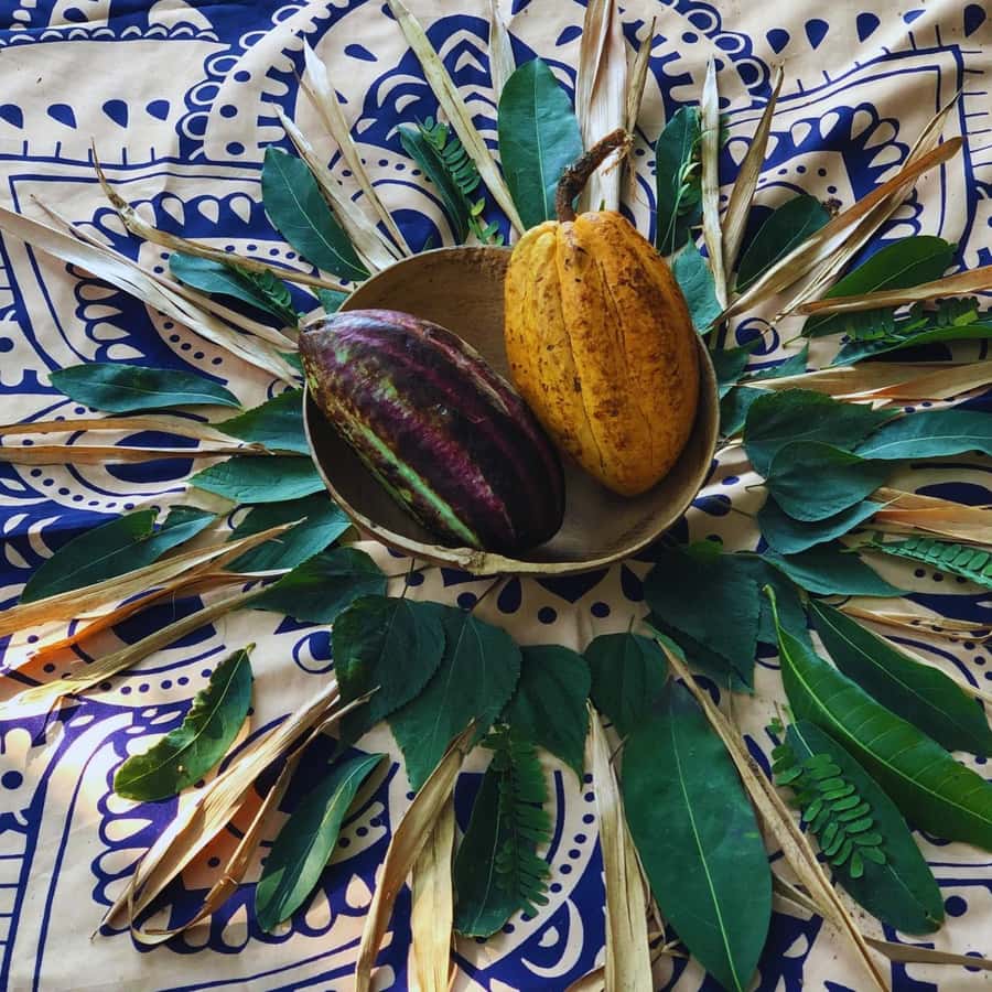 Trekking History and Indigenous Heritage in Minca + Cacao & Coffee + Waterfall - What the $41 price includes